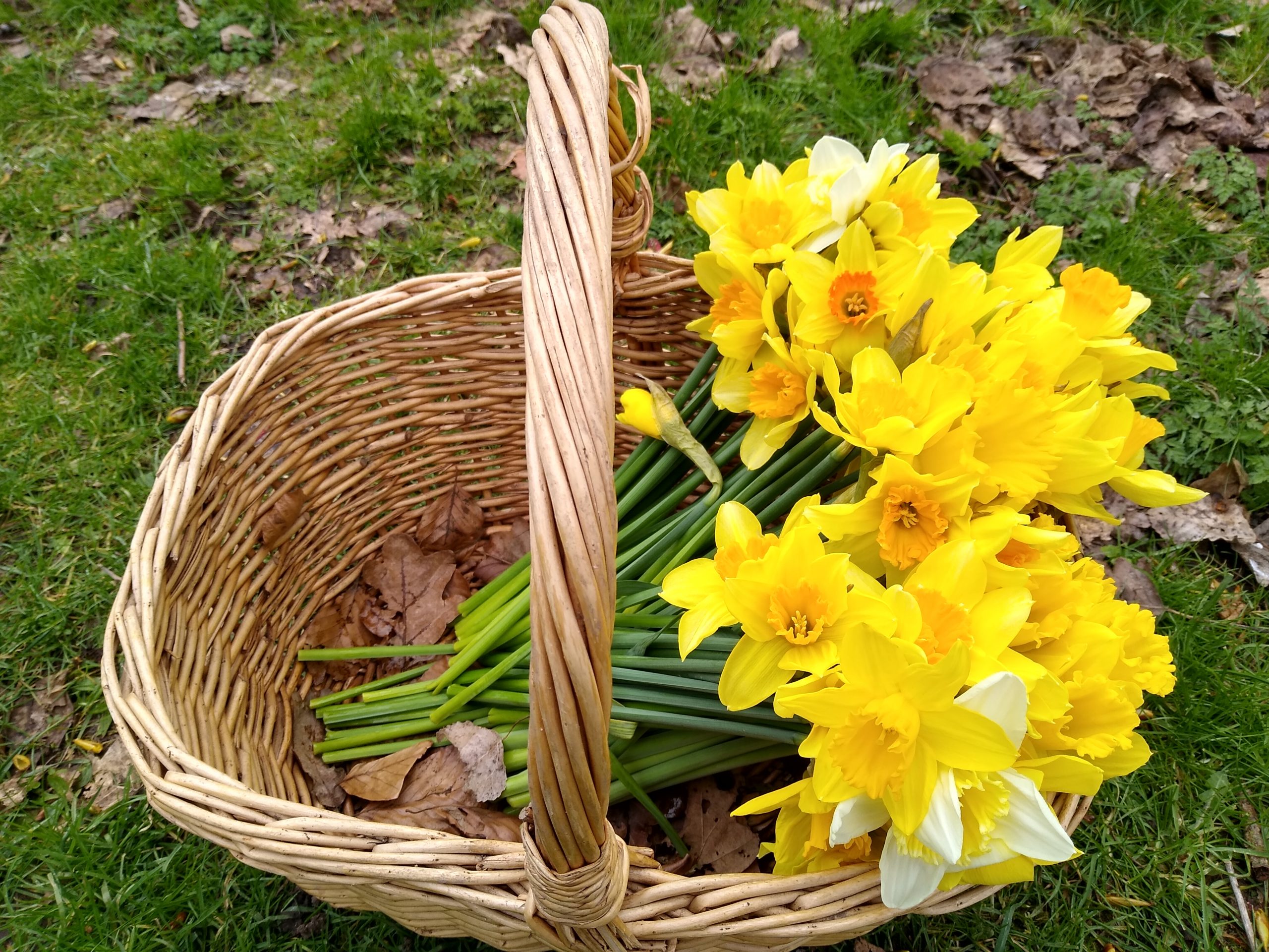 Beautiful Daffodils